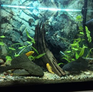 Umzug mit Aquarium in Castrop-Rauxel Aquarium mit Pflanzen, Wurzeln und Fischen – Umzug mit Aquarium in Castrop-Rauxel