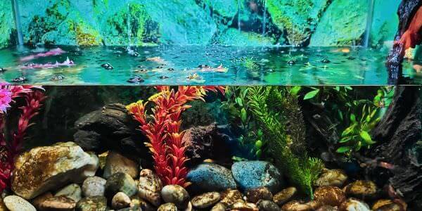 Aquarium mit Korallen und bunten Fischen – Aquarium-Umzug Castrop-Rauxel