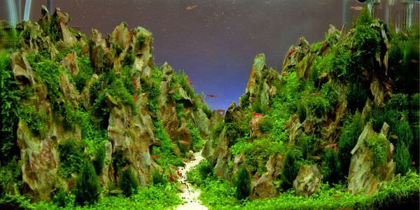Aquarium mit Felslandschaft und Pflanzen – Umzug mit Aquarium in Castrop-Rauxel