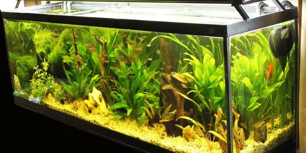 Aquarium-Umzug Castrop-Rauxel: Längliches Aquarium mit grünen Wasserpflanzen