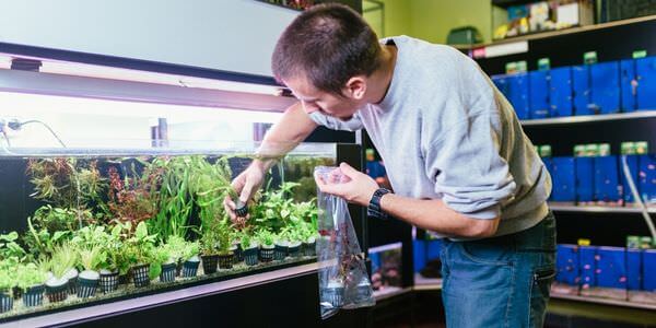 Mann versorgt Aquarienpflanzen vor einem Aquarienregal – Umzug mit Aquarium in Castrop-Rauxel